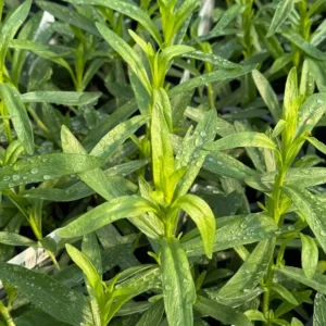 French Tarragon Live Plant – 4-5