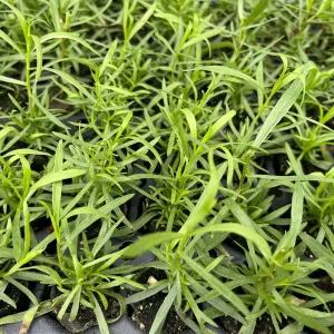 French Tarragon Live Plant - Culinary Herb Starter - 1