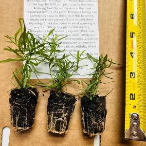 French Tarragon Live Plant - Culinary Herb Starter - 1