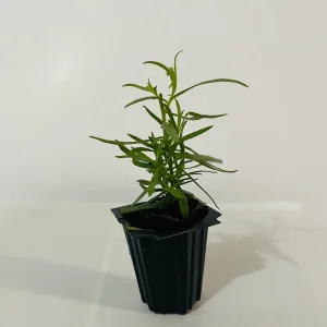 French Tarragon Live Plant - Culinary Herb Starter - 1