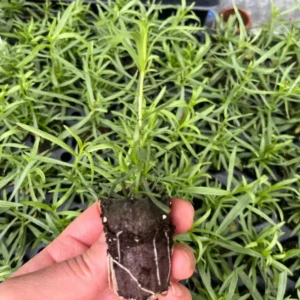 French Tarragon Live Starter Plants - Set of 2 - 4-5