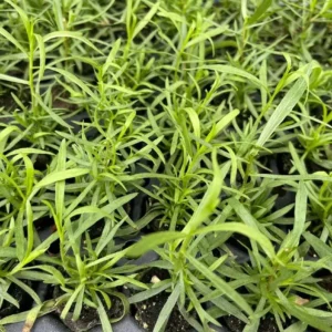 French Tarragon Live Starter Plants - Set of 2 - 4-5