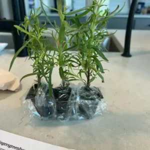 French Tarragon Live Starter Plants - Set of 2 - 4-5