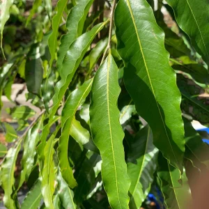 Fresh Ashoka Leaves (Saraca indica) - 30 Leaves - Image 3