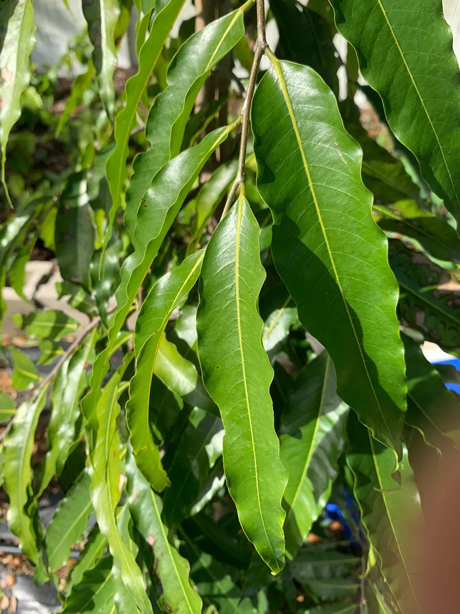 Fresh Ashoka Leaves (Saraca indica) - 30 Leaves - Image 3