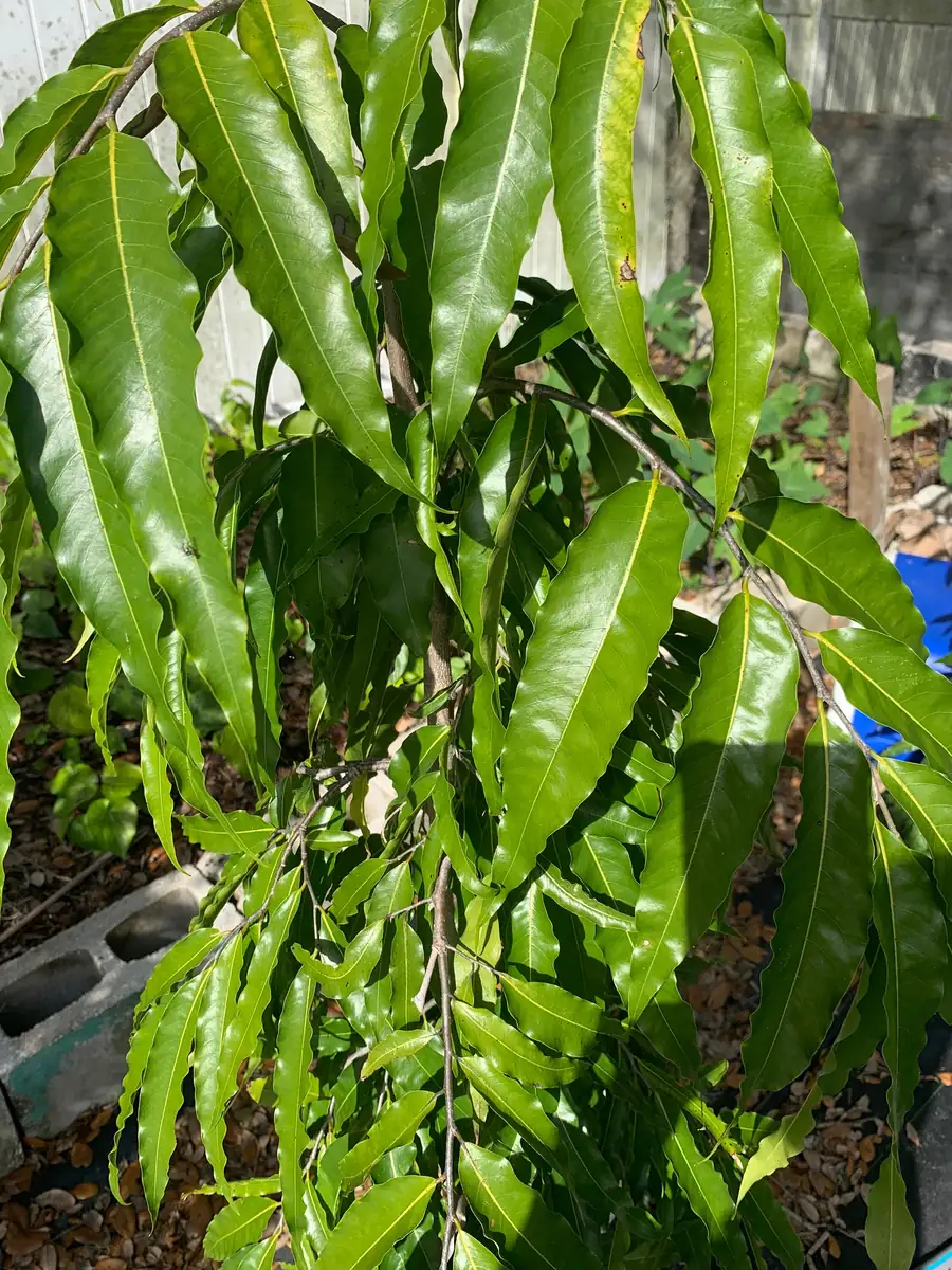 Fresh Ashoka Leaves (Saraca indica) - 30 Leaves - Image 4