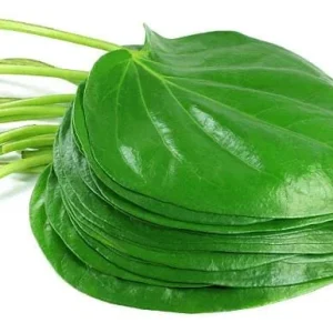 Fresh Betel Leaf (Piper betle) Harvest - 27 Leaves for Paan & Ceremonies - Image 3