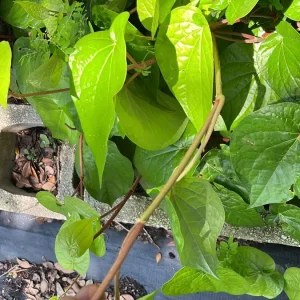 Fresh Betel Leaf (Piper betle) Harvest - 27 Leaves for Paan & Ceremonies - Image 7