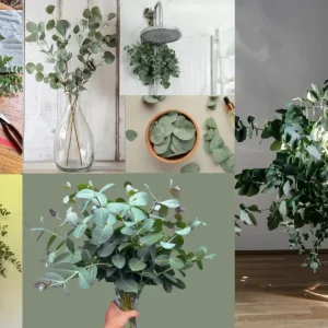 Fresh Eucalyptus Bunch for Shower, Decor, Weddings – Aromatic, 15-18 inch stems - Image 3