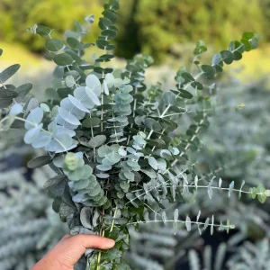 Fresh Eucalyptus Bunch for Shower, Decor, Weddings – Aromatic, 15-18 inch stems - Image 1