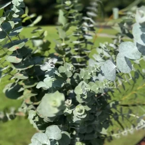 Fresh Eucalyptus Bunch for Shower, Decor, Weddings – Aromatic, 15-18 inch stems - Image 7