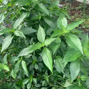 Fresh Insulin Plant Leaves Costus Igneus - 45 Count for Wellness - Image 3