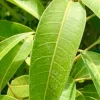 Fresh Mango Leaves - 50 Count, Unsprayed for Culinary & Herbal Use - Image 1