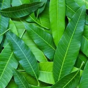 Fresh Mango Leaves - 50 Count, Unsprayed for Culinary & Herbal Use - Image 2