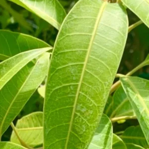 Fresh Mango Leaves - 50 Count, Unsprayed for Culinary & Herbal Use - Image 1