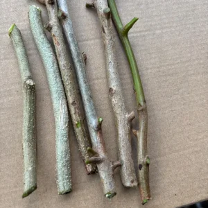 Fresh Mango Leaves - 50 Count, Unsprayed for Culinary & Herbal Use - Image 6