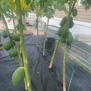 Fresh Papaya Leaves - 1 Lb Hand-Picked for Juicing & Tea - Image 5