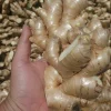 Fresh Peruvian Ginger Root 8oz - Wild Harvest Aromatic Spice - Image 1