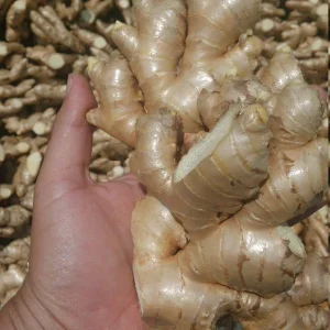 Fresh Peruvian Ginger Root 8oz - Wild Harvest Aromatic Spice - Image 1