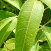 Fresh Picked Mango Leaves - 50 Count - Unsprayed - Culinary & Herbal - Image 1