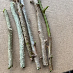 Fresh Picked Mango Leaves - 50 Count - Unsprayed - Culinary & Herbal - Image 6