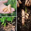 Fresh Turmeric Plant 3 Roots (Curcuma Longa) - Live Rhizomes for Planting - Image 1