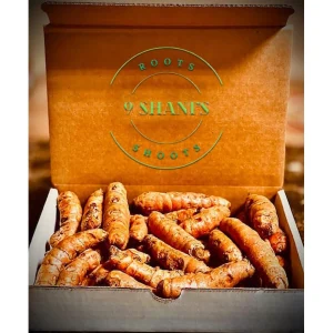 Fresh Wild Ginger & Turmeric Rhizomes - 20 LB Bulk Pack - Image 6