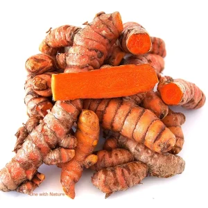Fresh Wild Turmeric Root from Fiji - 1 LB - Unprocessed & Natural - Image 1