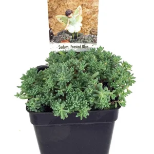 Frosted Blue Sedum Live Plant - 2.5