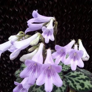 Frosted Jade Asian Violet Primulina pseudoyungfuensis Live Plant – 2.5