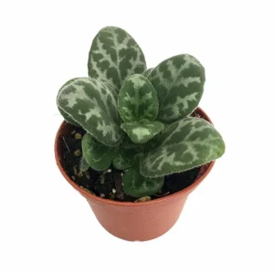 Frosted Jade Asian Violet Primulina pseudoyungfuensis Live Plant – 2.5