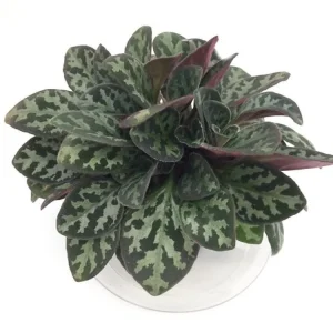 Frosted Jade Asian Violet Primulina pseudoyungfuensis Live Plant – 2.5