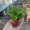 Frosty Fern Selaginella Live Plant – 2in or 4in Pot – Indoor Foliage Plant - Image 1