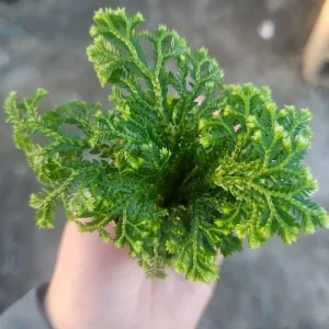 Frosty Fern Selaginella Live Plant – 2in or 4in Pot – Indoor Foliage Plant - Image 3