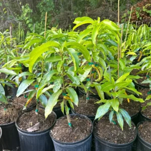 Fruit Punch Mango Tree Live Plant Grafted 2-4 Ft Tall - Image 2