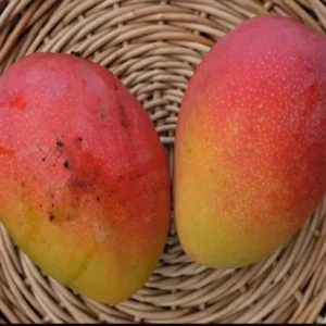 Fruit Punch Mango Tree Live Plant Grafted 2-4 Ft Tall - Image 1