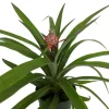 Fruiting Pineapple Plant Live - Ananas comosus - 5 inch Pot - Indoor/Outdoor - Image 1