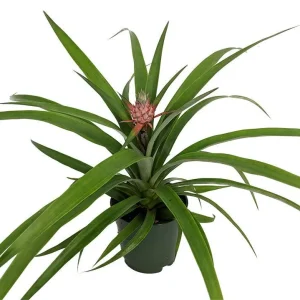 Fruiting Pineapple Plant Live - Ananas comosus - 5 inch Pot - Indoor/Outdoor - Image 2
