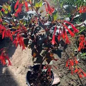 Fuchsia Gartenmeister Bonstedt Live Plant, 1ft Tall, 6 inch Pot, Outdoor - Image 2