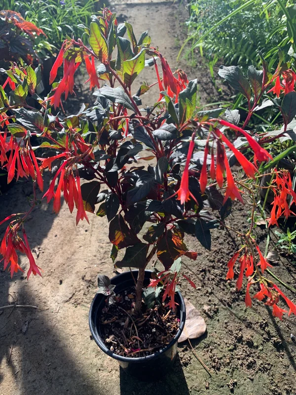 Fuchsia Gartenmeister Bonstedt Live Plant, 1ft Tall, 6 inch Pot, Outdoor - Image 2