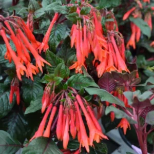 Fuchsia Gartenmeister Live Plant - 2-4" Starter - Coral-Orange Flowers - Image 2