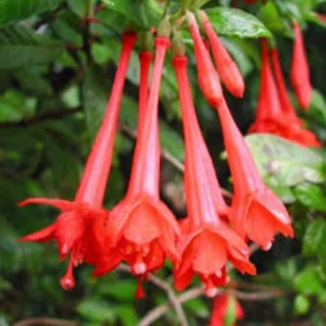 Fuchsia Gartenmeister Live Plant - 2-4