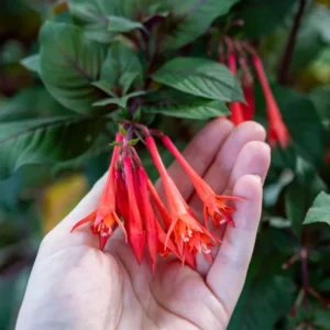 Fuchsia Gartenmeister Live Plant - 2-4