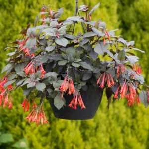 Fuchsia Gartenmeister Live Plant - 2-4