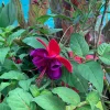 Fuchsia Giant Voodoo Live Plant – 6 inch Pot – Vibrant Blooms – Outdoor - Image 1