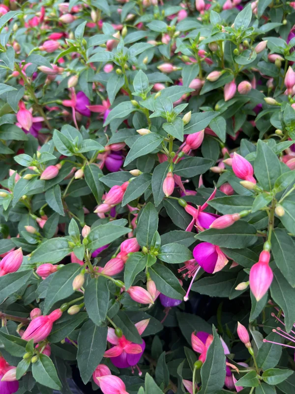 Fuchsia Jollies Nancy Live Plant – 4 inch Pot – Purple & Pink Flowers - Image 2