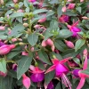 Fuchsia Jollies Nancy Live Plant – 4 inch Pot – Purple & Pink Flowers - Image 1