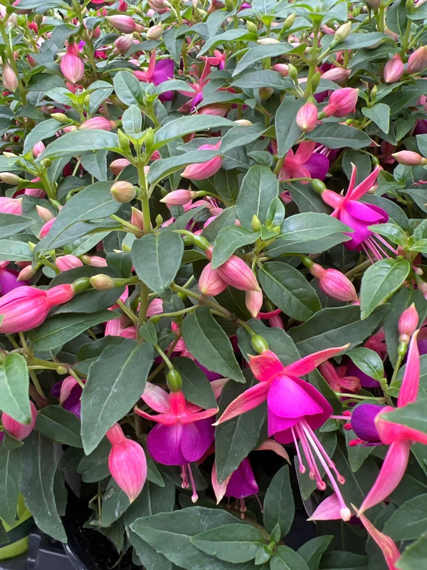 Fuchsia Jollies Nancy Live Plant – 4 inch Pot – Purple & Pink Flowers - Image 1