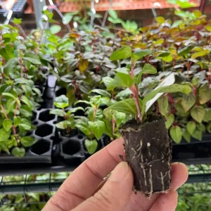 Fuchsia Live Plant 'Carmine White' - Hummingbird Attractor, Starter Plug - Image 2