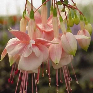 Fuchsia Live Plant 'Carmine White' - Hummingbird Attractor, Starter Plug - Image 5